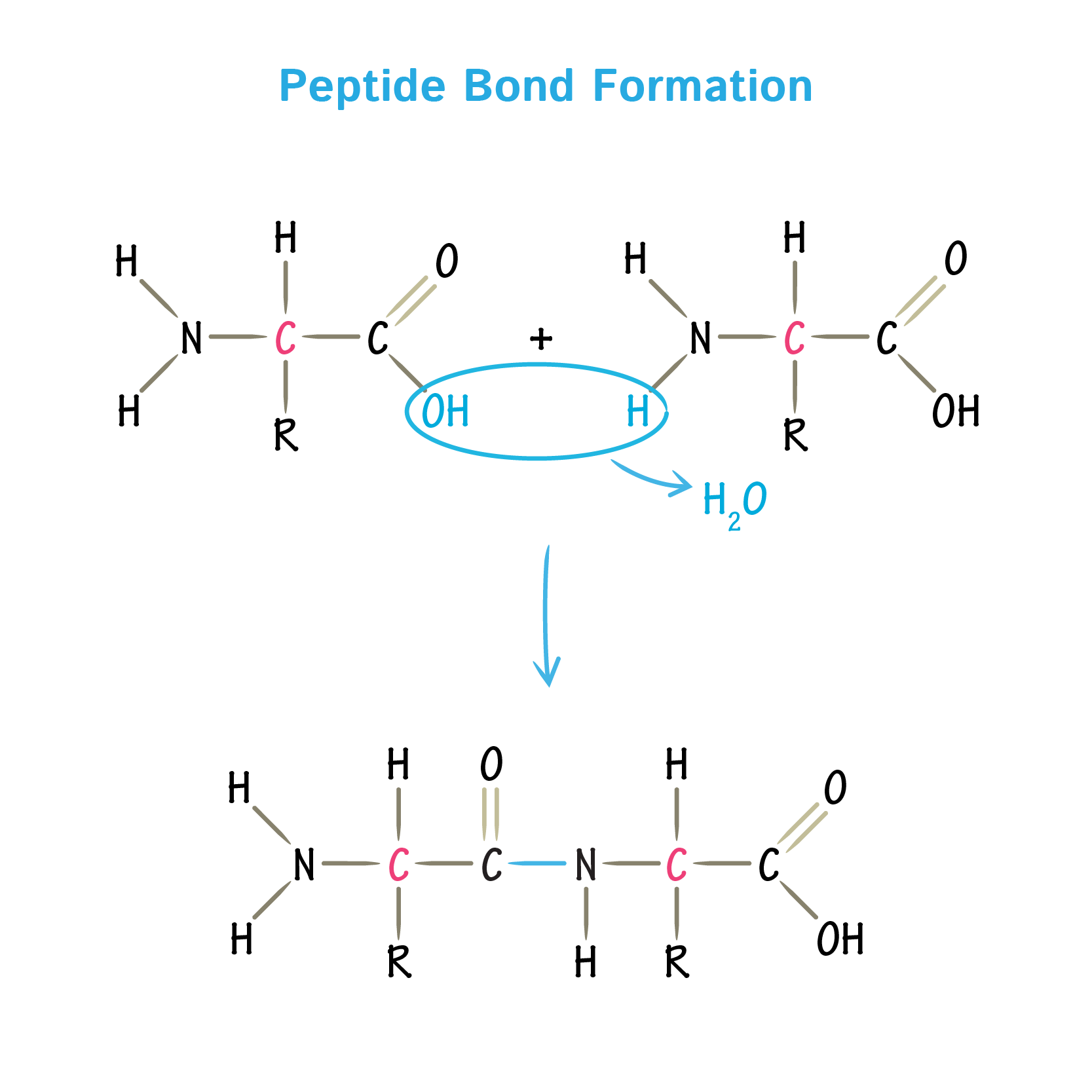 Peptide Bond Formation