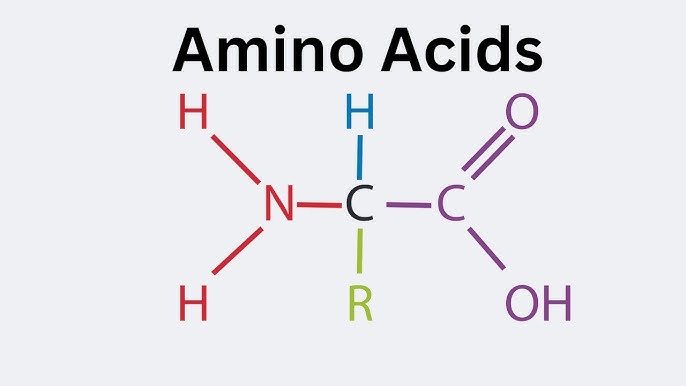 Amino Acid General Structure